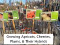 Growing Apricots, Cherries, Plums, & Their Hybrids