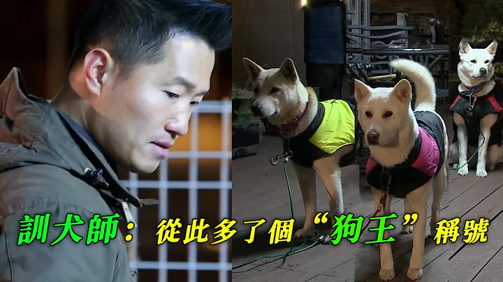 訓犬師離間狗狗關係，收服兩小弟共同對抗狗幫主，訓練一波三折，狗王一戰成名 - 天天要聞