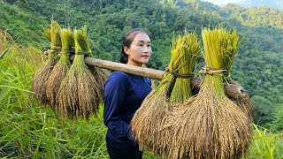 How to Harvest & preserving upland rice  Grow vegetable | Ly Thi Tam