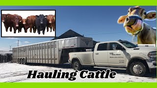 Loading and Hauling Cattle 2021