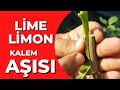 Lime Limon Kalem Aşı Nasıl Yapılır? #tropikaltoprakalanya #misketlimon