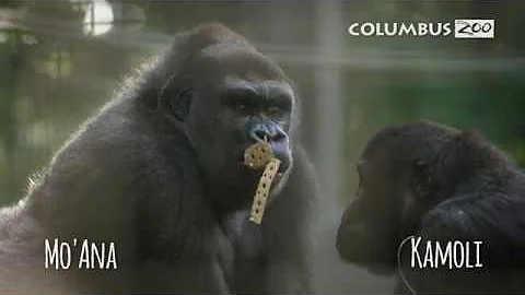 Zahra Gorilla Update  Interview with Audra
