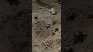 Calala Island Crab Race