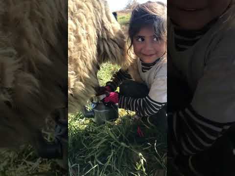 خلقی او چس ئس خلق ئنا چنا ت ن