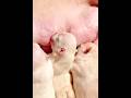 ASMR Adorable Newborn Puppies Bulldog Nursing #puppy #pistenbully #nursing #cute #asmr #satisfying