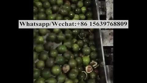 1.5t/h Macadamia Nut Peeling Machine Macadamia Green Skin Removing Machine Macadamia Husk Machine