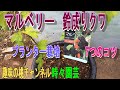【マルベリー　鈴なりクワ】プランター栽培　7つのコツ　23/7/24