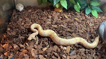 Banana Ball Python LIVE FEEDING