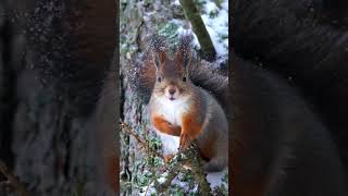 Squirrel In Finland Winter 🇫🇮❤️😍
