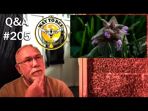 Video: Cos'è Purple Deadnettle - Scopri la gestione dell'erbaccia Deadnettle