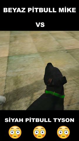 Siyah Pitbull Tyson Abisi Ejder Dövmeli Mike'la Dövüşüyor!  #gta5 #pitbull #gtav