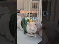 点滴後の不服顔でおーちゃんになでなでされてるほっぺ【保護猫ほっぺたろう】#shorts