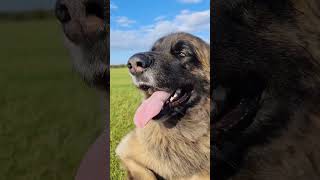 ITS A BEAUTIFUL DAY #dog #leonberger #puppy #dogs