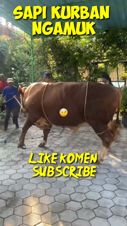 Momen Sapi kurban Ngamuk #shorts #sapiqurbanngamuk #sapingamuk