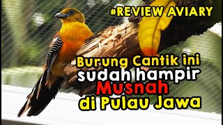 BURUNG BESAR YANG CANTIK INI AKUR DENGAN RATUSAN BURUNG LAINYA DI KANDANG AVIARY SEMI ALAM