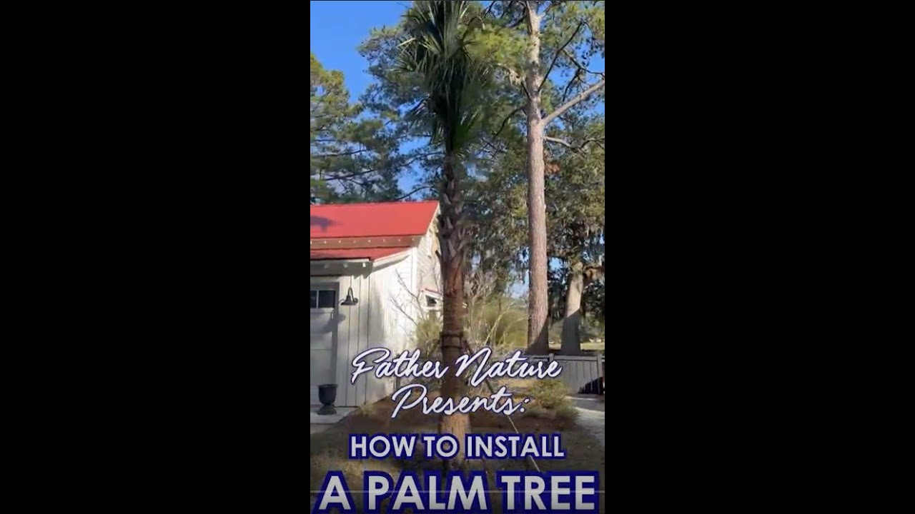How to Install a Palm Tree