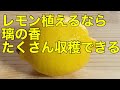 レモン璃の香　植樹　ガジュマル　青梗菜　家庭菜園　Vlog vegetables life kitchen garden routine