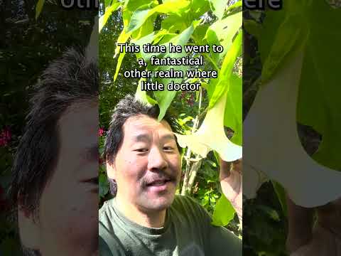 Brugmansia/Angels Trumpet with Nick Sun