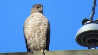 Cooper's Hawk Call - Amazing Bird of Prey Sounds