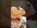 mi jente miren de lo es capas de guardar en su boca un hamster