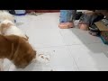 Fluffy feast smiles