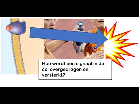 Video: Hoe wordt een celsignaal versterkt?