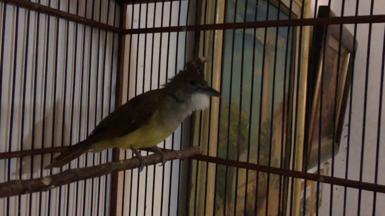 Masteran Cucak Jenggot Jawa Gacor Ngepik Beset Youtube