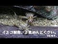 イエコ飼育、面倒だけどやめられない。【ヨーロッパイエコオロギ】