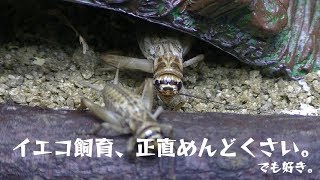 イエコ飼育、面倒だけどやめられない。【ヨーロッパイエコオロギ】