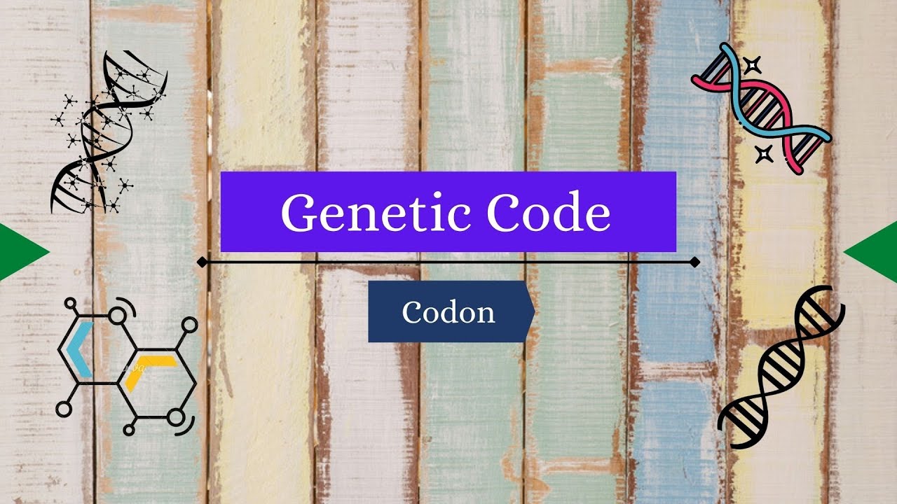 GENETIC CODE Explained (in Hindi) | CODON. - YouTube
