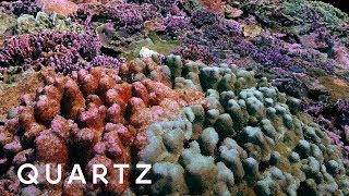 3D photogrammetry maps of coral reefs