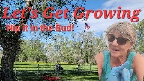 16. Nip it in the Bud! @TravelswithLucky #gardening #weeding #gardentips