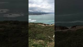 Cabras paseando por la costa del Cantábrico