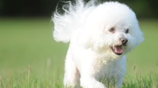 Caring for Your Bichon Frise in the Rain: Tips and Tricks!