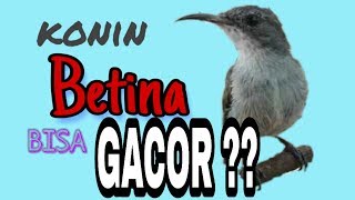 Konin betina gacor isian cocok untuk masteran