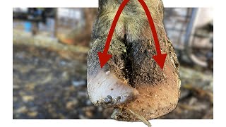 How to Fix a CROSS-CLAWED COW