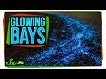 The Secret Behind Bioluminescent Bays