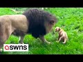 Cute moment lion cub stands up to father picking on him  prompting its mum to get involved  swns