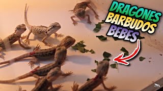 Criadero De Dragones Barbudos, Alan Gamborino Parte 2