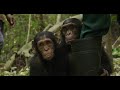Kabi, il cucciolo di scimpanzè alla scoperta della foresta
