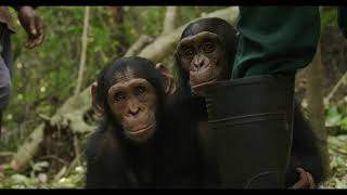 Kabi, il cucciolo di scimpanzè alla scoperta della foresta