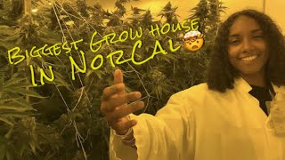 WEED GROW HOUSE TOUR !!