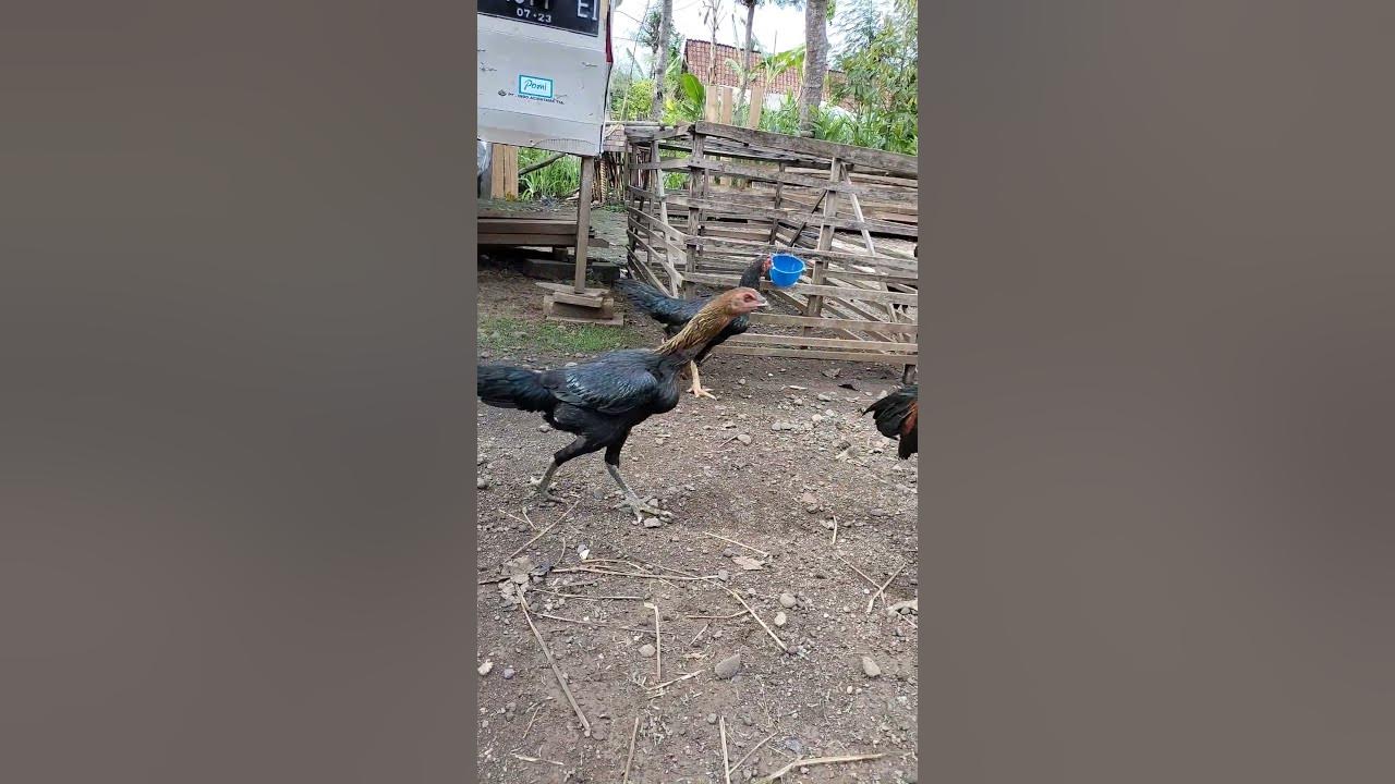 Proses Kawin - YouTube