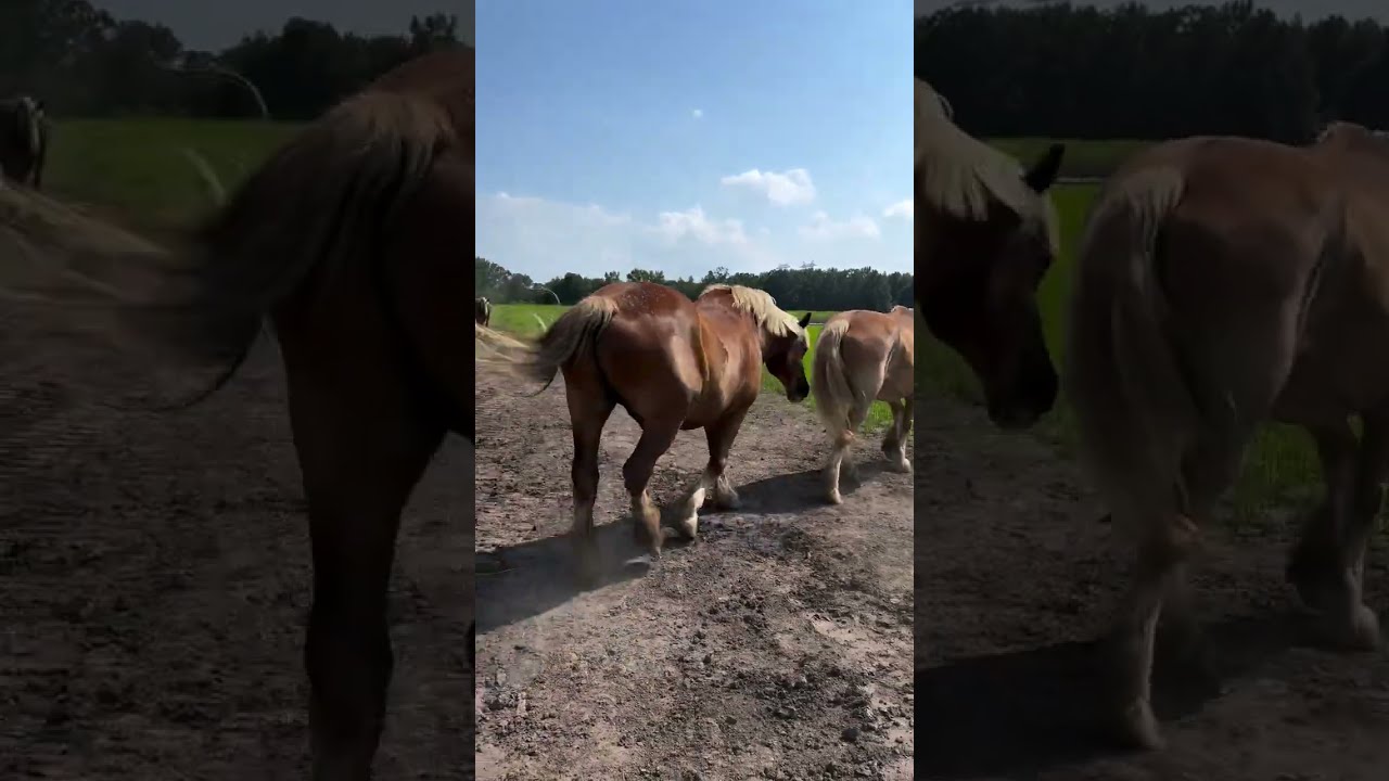 In Fact I Ve Been Terrified Horse Horserescue Saveanimals Animals