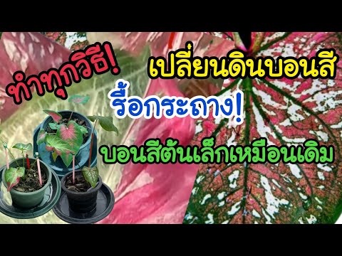 ผลสลากกินแบ่งรัฐบาล วันที่ 1 พย. 2567 ผลสลากกินแบ่งรัฐบาล วันที่ 1 พย. 2567