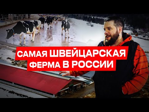 Ферма «Швейцарское молоко» | Обзор фермы | Молочное животноводство