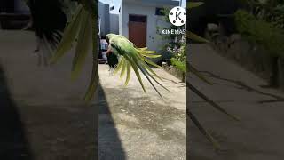 #indian alexandrine parrot slow Mo free flying #shortvideos screenshot 4