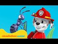 Paw patrol  la pat patrouille  aventures avec minuscule marcus   nickelodeon jr france