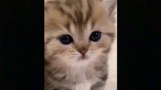 Cute Amazing Baby Cats💗Video Collection #6 PetsCollection by CatsNDogs365 6 views 4 years ago 4 minutes, 25 seconds