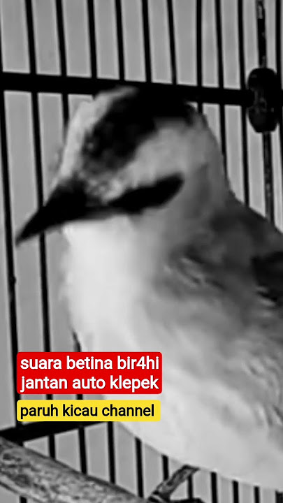 suara betina bir4hi trucukan jantan auto klepek klepek #short #shorts #shortsvideo #shortsfeed